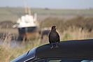 Blackbird at home by Fremington Quay photo copyright Pat Adams