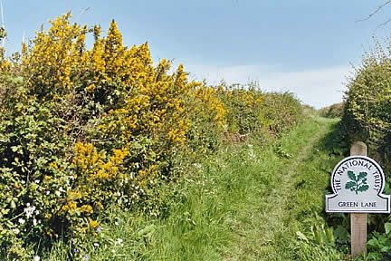 Common Gorse - Green Lane in the Spring - A fine example of a natural Devon hedgerow